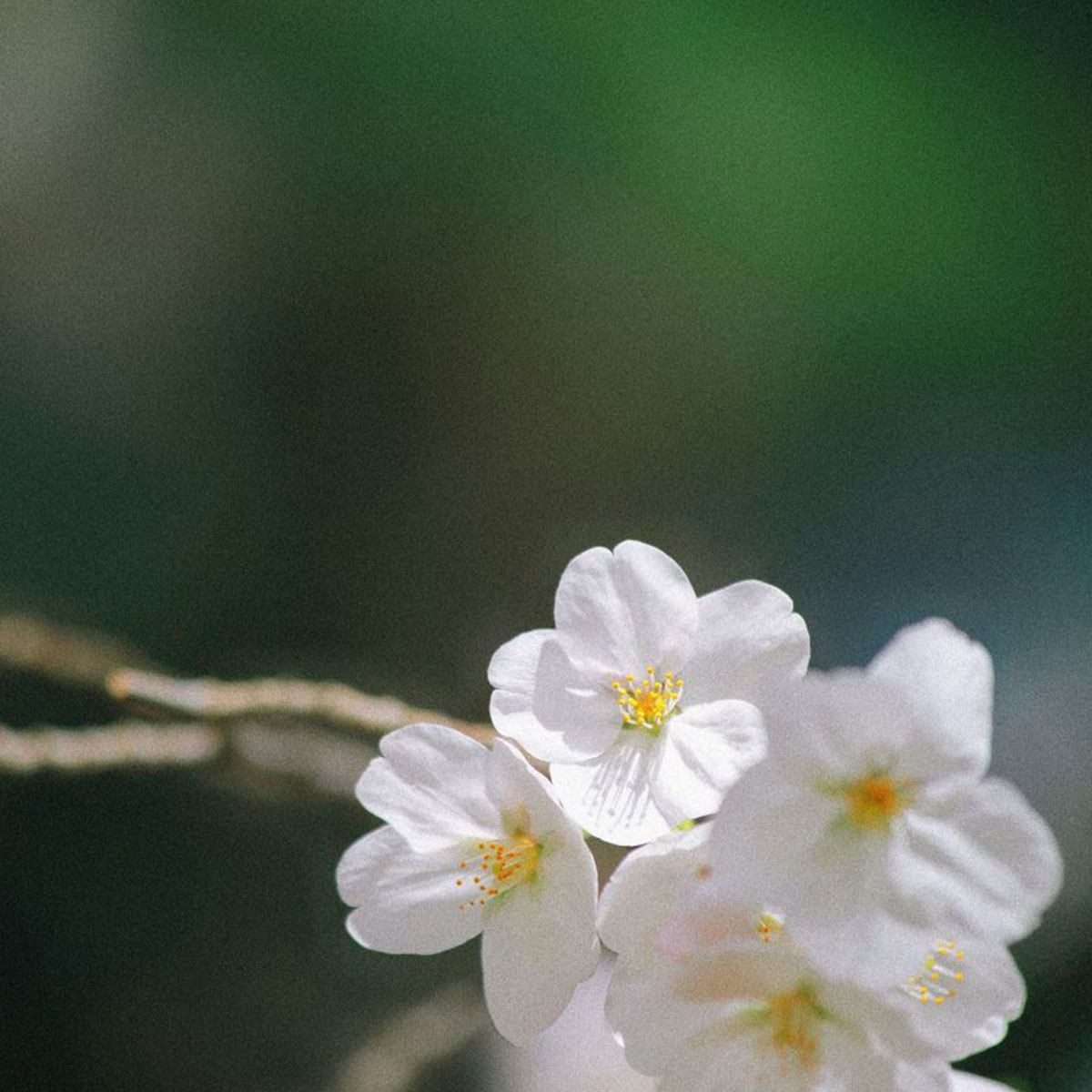 Luminous Oil - Geranium & Orange