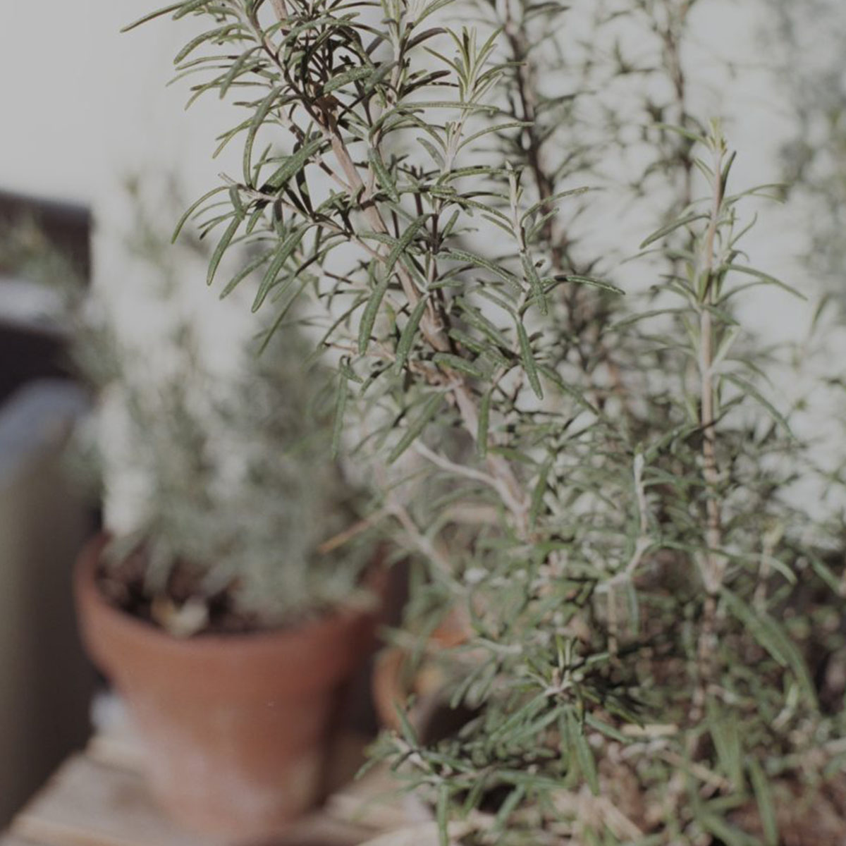 Body & Hand Balm